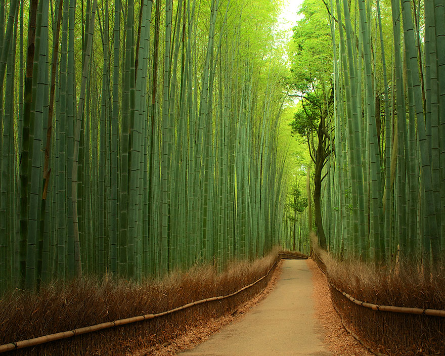 bambo-ormani-japonya
