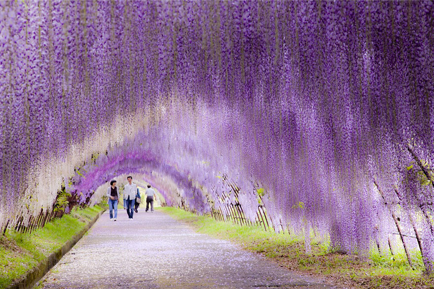 Wisteria Çiçek Tüneli – Japonya 