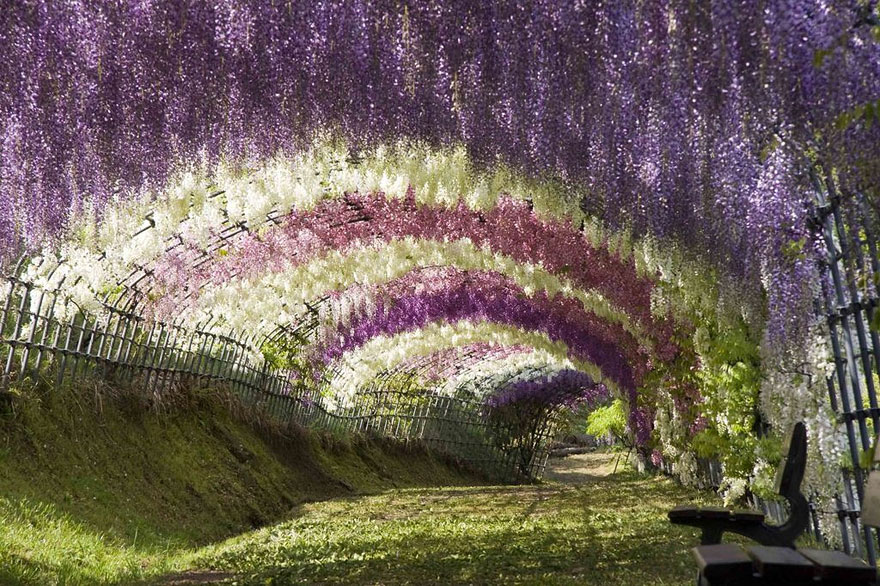 Wisteria Çiçek Tüneli – Japonya