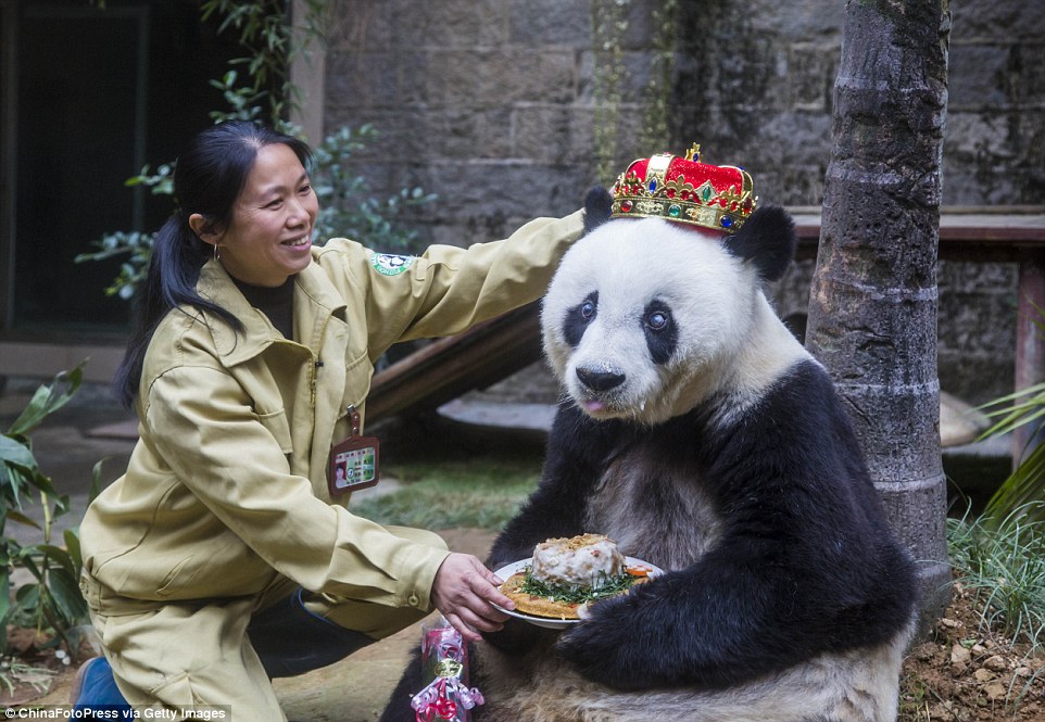 Dünyanın En Yaşlı Erkek Pandası Öldü