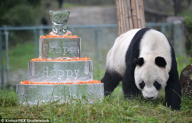 Dünyanın En Yaşlı Erkek Pandası Öldü