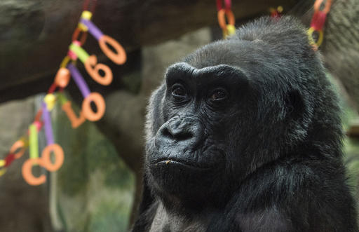 Dünyanın En Yaşlı Gorili 'Colo' Hayatını Kaybetti