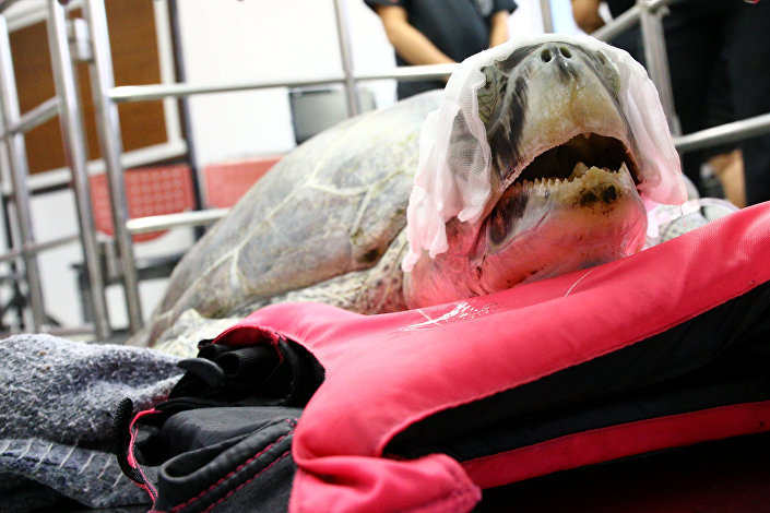 Midesinden 915 Adet Bozuk Para Çıkan Kaplumbağa Hayatını Kaybetti