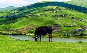 Mutlaka Görülmesi Gereken Karadeniz Yaylaları