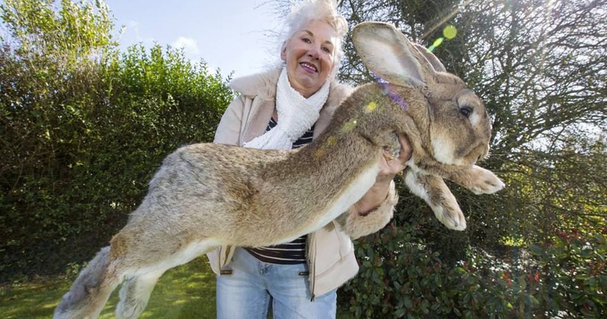 Dünyanın En Büyük Tavşanı, Sabıkalı United Airlines Uçağında Öldü