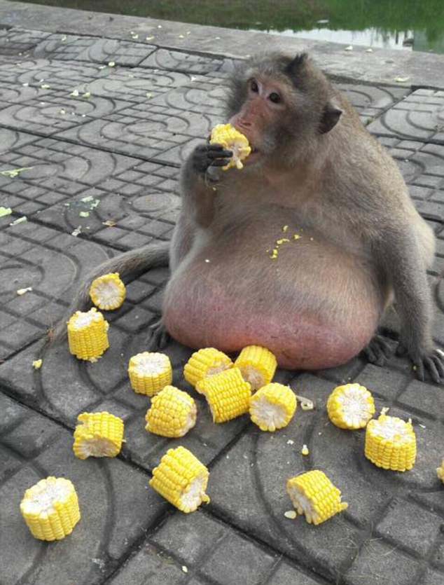 taylandlı obez maymun
