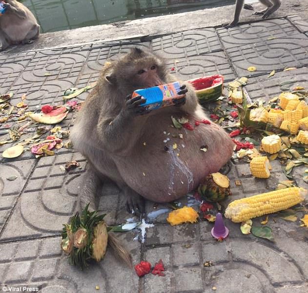 taylandlı obez maymun
