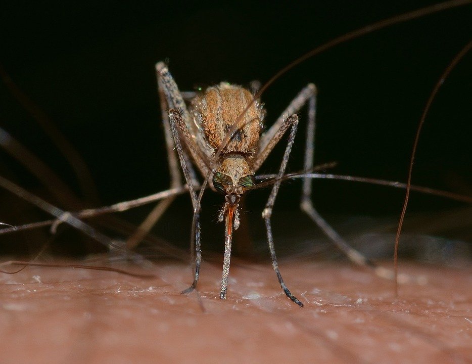 Yazın Korkulu Rüyası Sivrisinek Vızıltılarını Duymaya Hazır Mısınız?