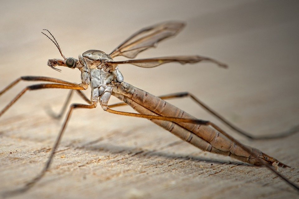 Yazın Korkulu Rüyası Sivrisinek Vızıltılarını Duymaya Hazır Mısınız?