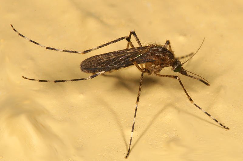 sivrisinek çeşitleri Coquillettidia cinsi