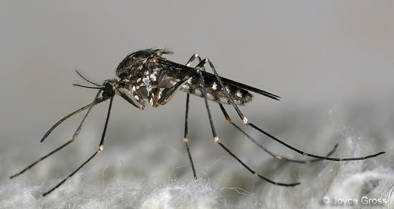 sivrisinek çeşitleri culiseta cinsi