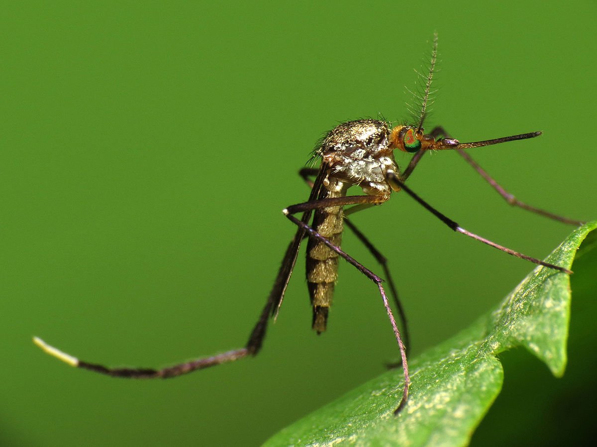 sivrisinek çeşitleri Psorophora cinsi
