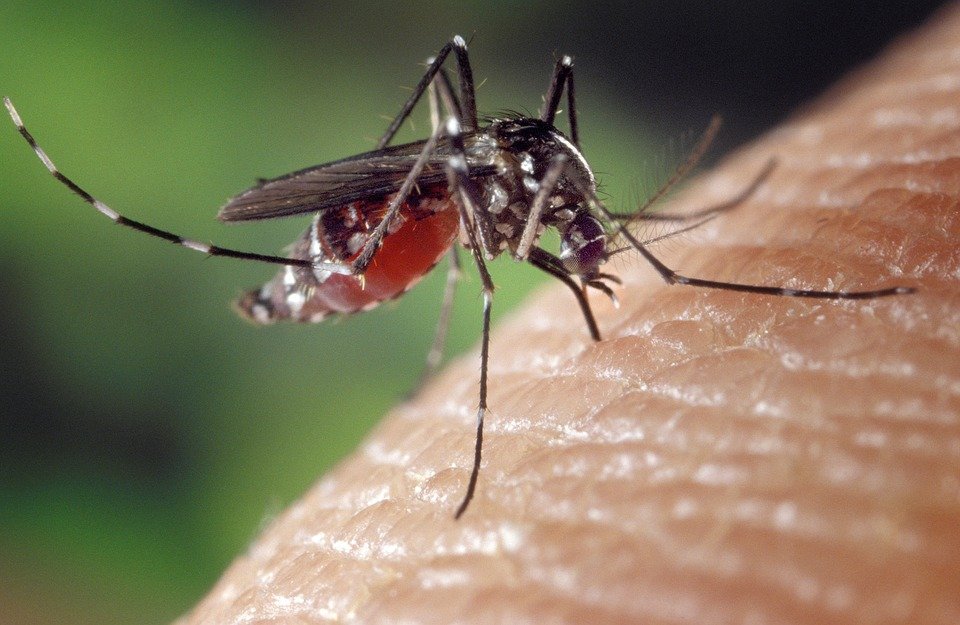 sivrisinek çeşitleri aedes cinsi