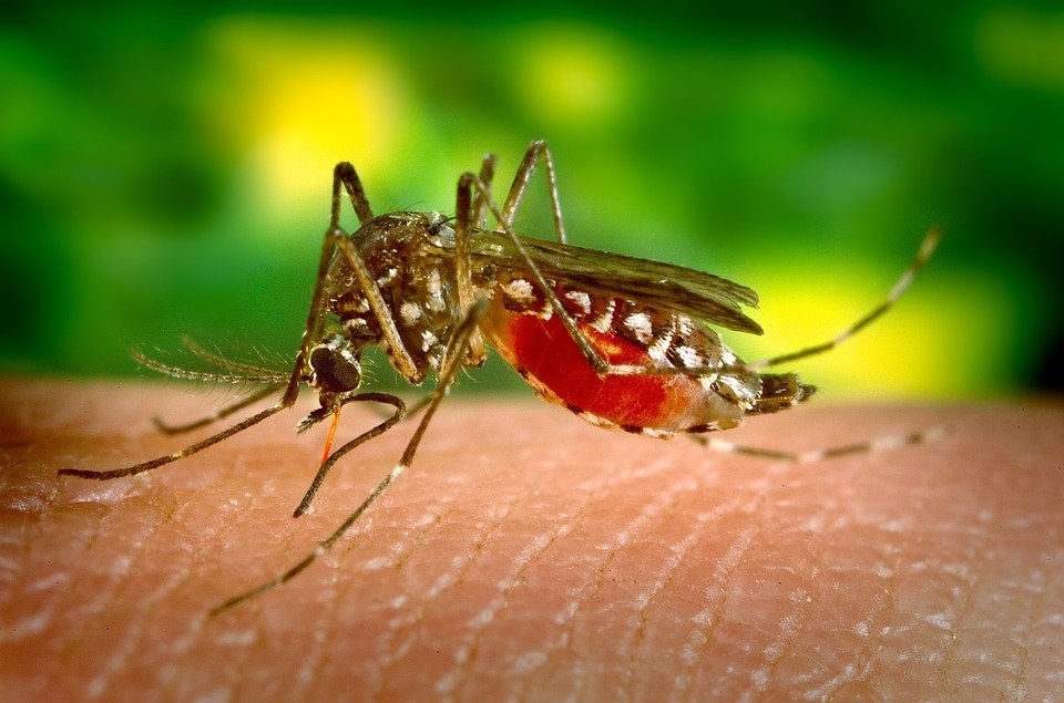sivrisinek çeşitleri anofel cinsi