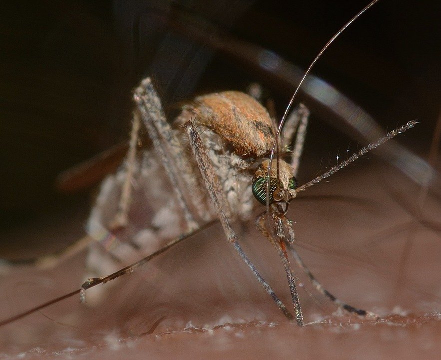 sivrisinek çeşitleri kuleks cinsi
