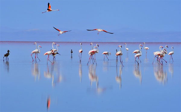 tuz gölü flamingolar
