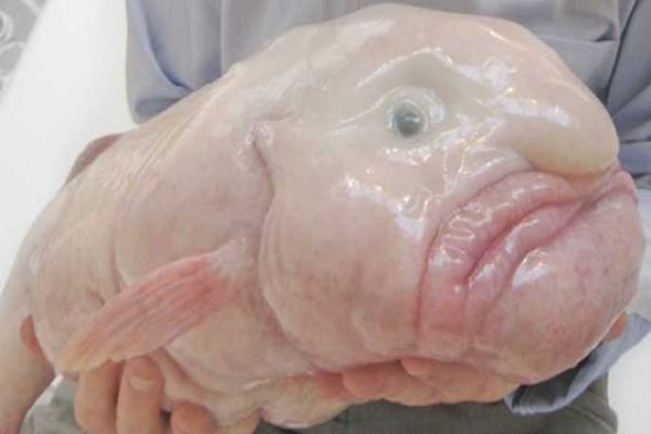 blobfish damla balığı
