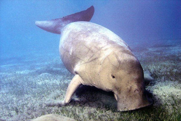deniz ineği dugong