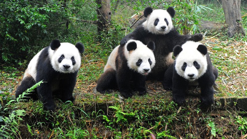 pandaların renkleri