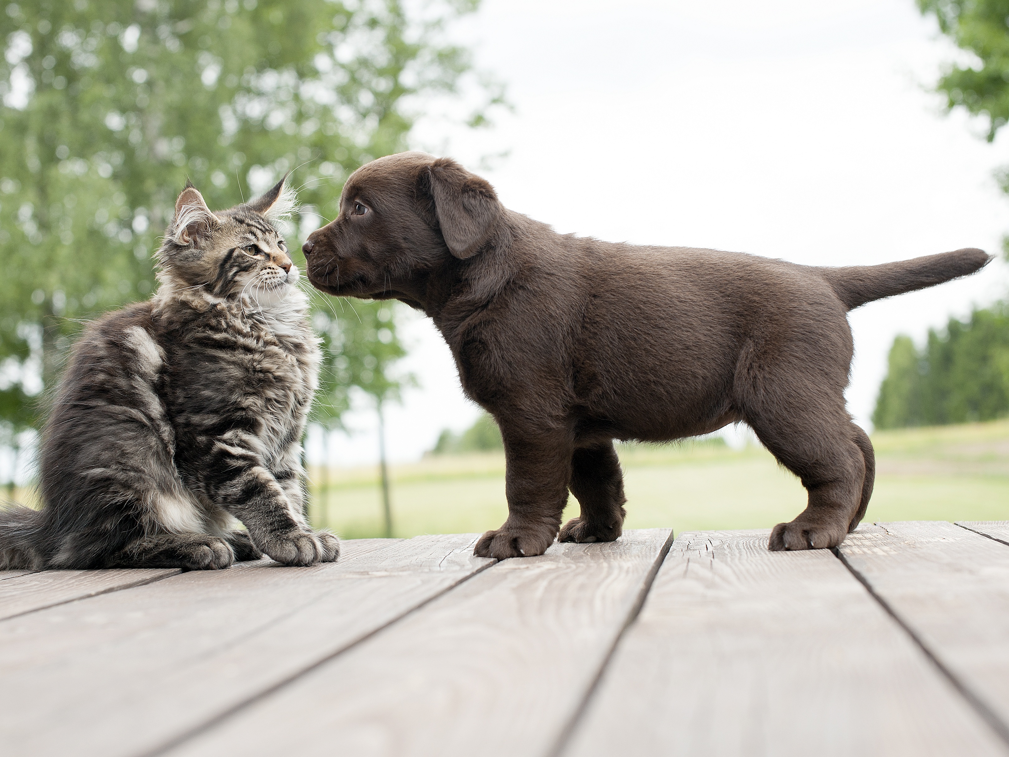 Породы животных кошек и собак. Кошки и собаки. Дружба кошки и собаки. Собака с кошкой дружат. Картинки кошек и собак.