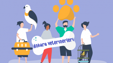 Ankara Veteriner Klinikleri