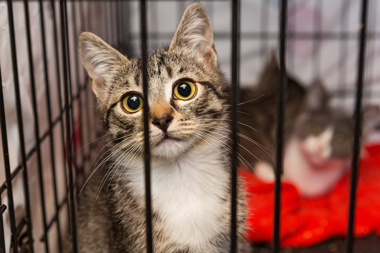 Bir barınakta kafes içinde duran iki kedi