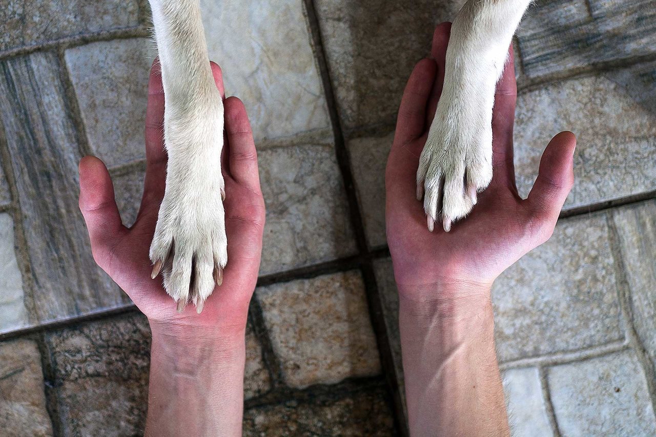 iki eli ile beyaz bir köpeğin patilerini tutan insan