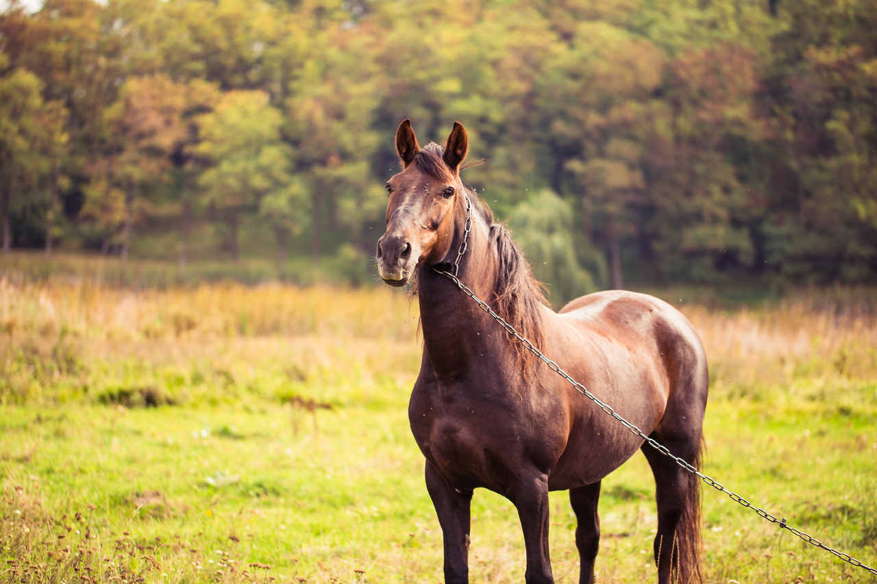 doğada yaşayan kahverengi at