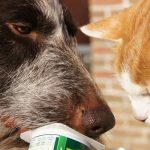 birlikte yoğurt kabından yoğurt yiyen kedi ile köpek