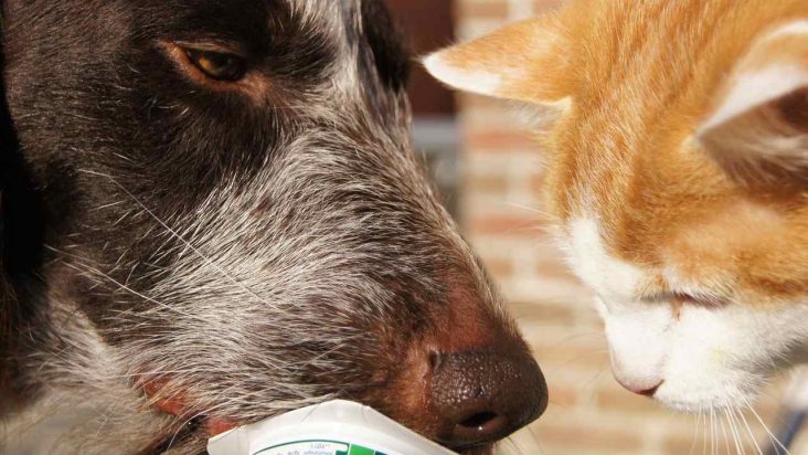 birlikte yoğurt kabından yoğurt yiyen kedi ile köpek